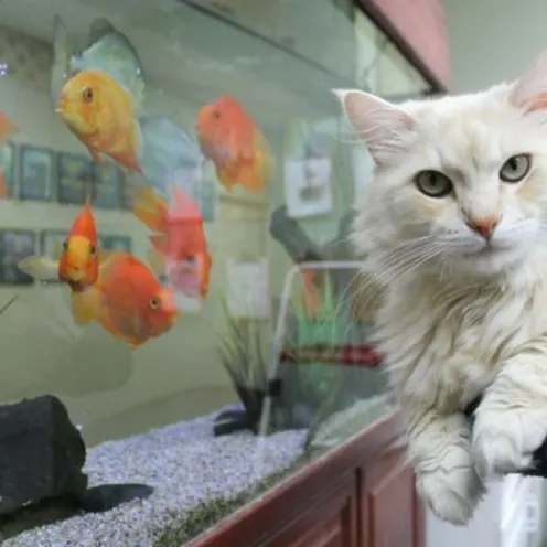 A White Cat Sits In Front of an Aquarium